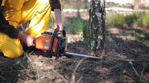 Best Tree Maintenance Programs  in Fannett, TX