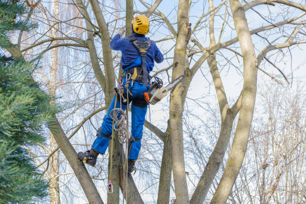 Professional Tree Removal Services in Fannett, TX