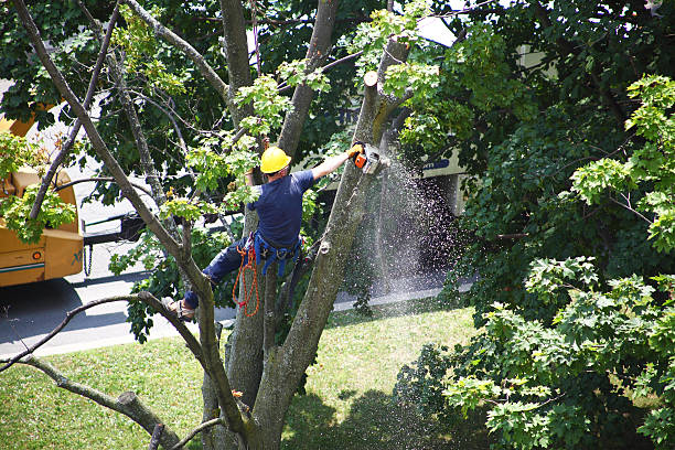 Best Tree Health Inspection  in Fannett, TX